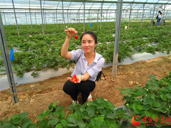 小陇| 美国草莓漂洋过海来宁县  盛夏飘香北上广（组图）