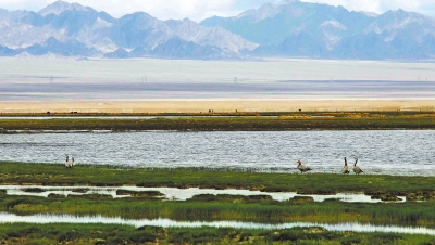 【治国理政新实践·甘肃篇】草原湿地生态美——阿克塞县严格实施禁牧措施显现成效 