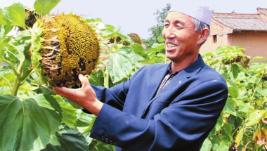 天水张家川县川王镇大力发展葵花种植