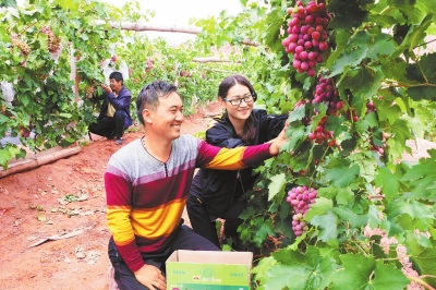 图说甘肃|游客在张掖市临泽县板桥镇红沟村采摘葡萄