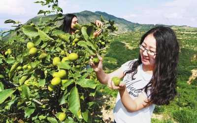 天水麦积区新阳镇温缑村村民采摘早实核桃