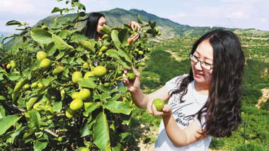 天水麦积区新阳镇温缑村村民采摘早实核桃