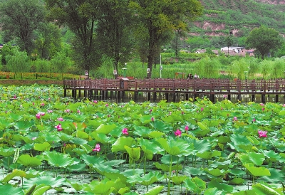 庆阳宁县湘乐镇莲花池花开争艳（图）