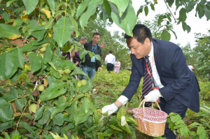 相约大美成县 共享核桃盛宴 2017·甘肃陇南成县核桃节开幕（图）