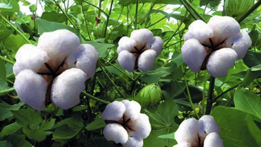 甘肃省农科院培育出彩色棉新品种