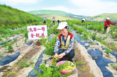 促进规模扩张 推动产业聚集——定西市中医药产业发展综述（图）