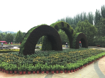 兰州植物园4万余盆菊花迎国庆（图）