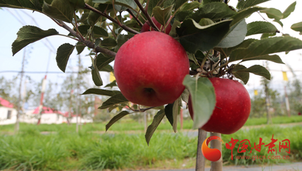 砥砺奋进的五年｜现代苹果高新技术练就静宁“金果”（组图）
