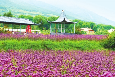 临夏县麻尼寺沟花海景区景色迷人  成为人们游玩的好去处