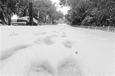 今秋兰州这场雪比往年早来了一个月（图）