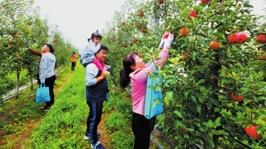 庆阳宁县大力发展以“绿色、休闲、体验”为主题的休闲农业