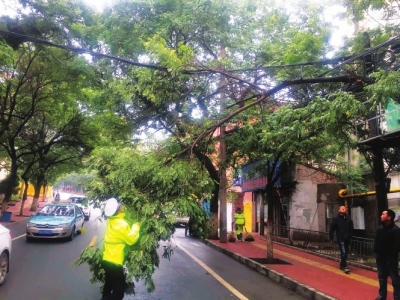 雪后树木倒地 兰州交警紧急处理（图）