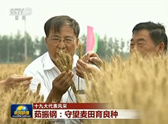 【十九大代表风采】茹振钢：中国的饭碗一定要装上中国的粮食