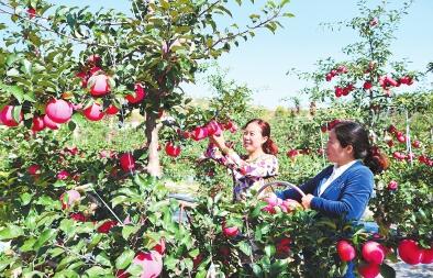 平凉： 庄浪县今年苹果喜获丰收