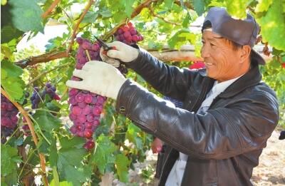 酒泉：玉门市通过葡萄种植增加农民收入