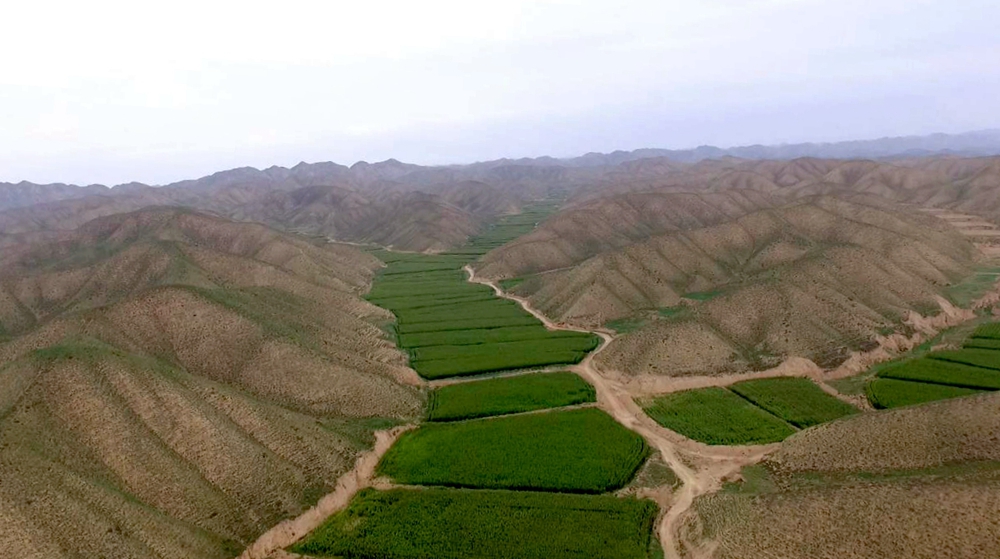 【喜迎十九大·看陇原巨变】永登县子山种植农业合作社