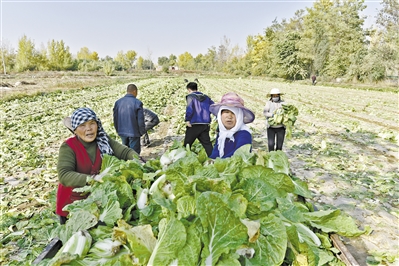 兰州市中龙公路沿线土门川村民种植的蔬菜喜获丰收（图）