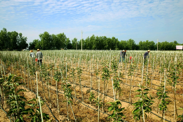 宁县建成全国最大的矮化自根砧苹果基地