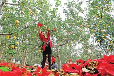 庆阳宁县设点收购让苹果更“红”