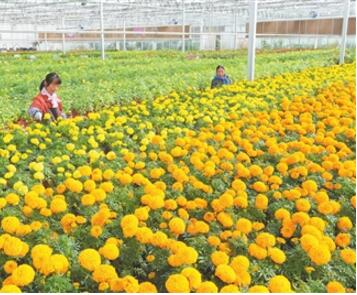 甘肃临夏国家农业科技园区连栋温室内培育反季节花卉