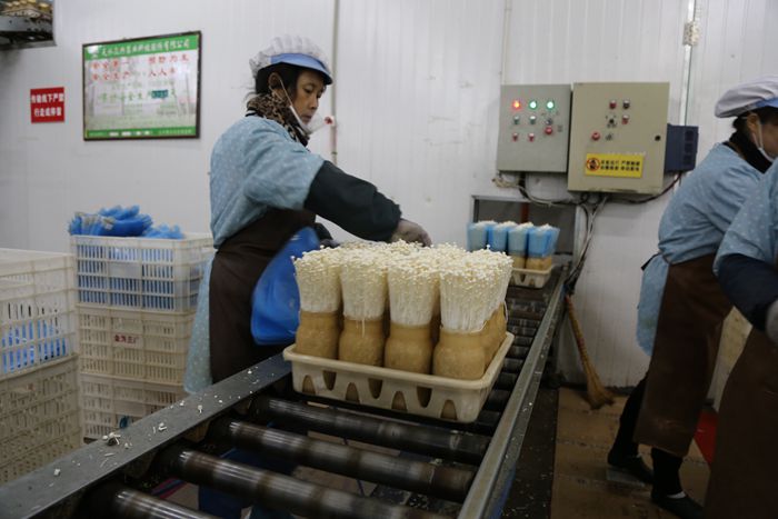 天水食用菌已成现代农业的特色产业