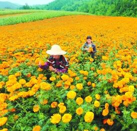 甘肃省统计局发布1至10月全省经济运行情况 前10月城镇新增就业41.16万人