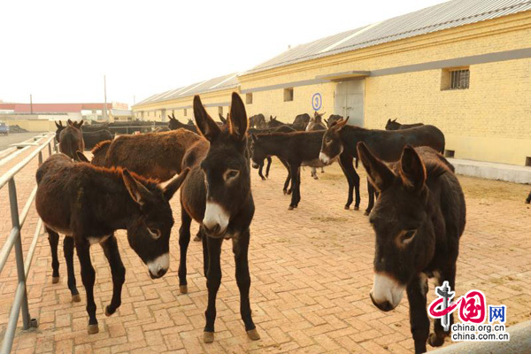 沈阳法库获评国家级畜牧业绿色发展示范县
