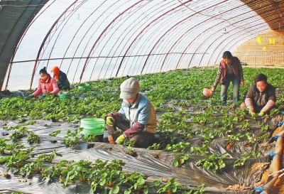 定西市陇西县一农业产业园工作人员正忙碌（图）