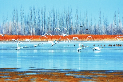 一批大天鹅和野鸭在酒泉肃州区夹边沟水域“安家落户”