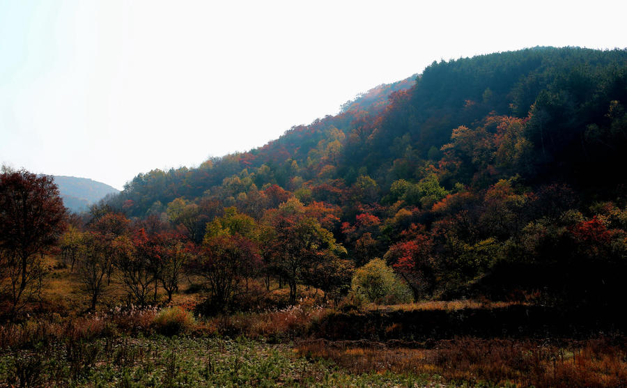 倾情呵护绿水青山 一举关闭128口油井 子午岭自然和谐之美又回来了