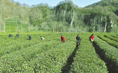 陇南市康县两河镇吴营村茶农正在茶园劳作