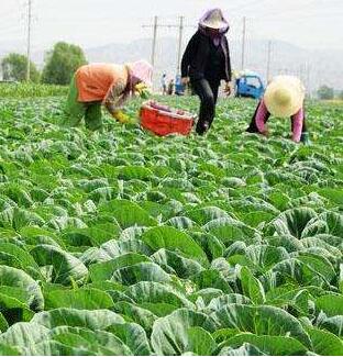 甘肃省蔬菜总体价格11月同比上升3%