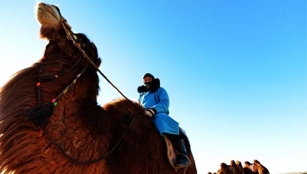 【陇人陇土】冬季那达慕 甘肃肃北草原上演骆驼版“速度与激情”