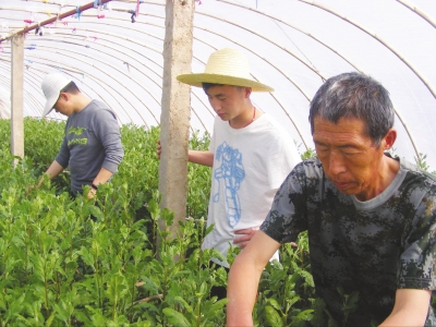 从点式帮扶到产业联扶——兰州精准扶贫攻坚侧记（图）