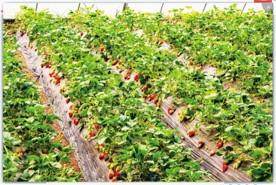 兰州市七里河区彭家坪镇加强草莓等即食采摘园主体管理（图）