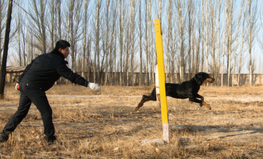 酒泉：警犬“奇兵”助破案