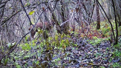 连城自然保护区17年来首次拍到珍贵野生动物影像野生梅花鹿林区悠闲觅食