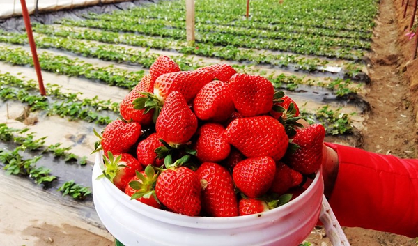 甘肃永靖：多样栽培让周边群众在冬季也可吃上新鲜草莓
