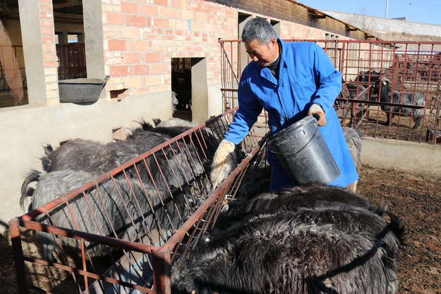 庆阳环县：肉羊产业促发展 鼓足农民“钱袋子”（组图）