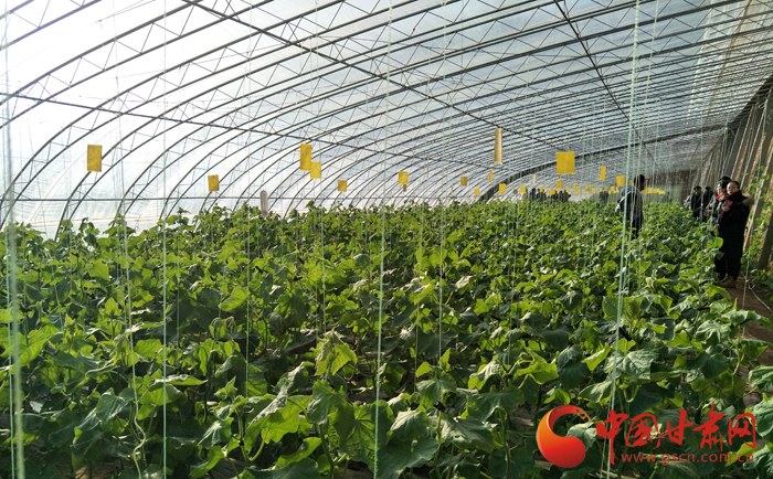 陇南礼县回乡创业青年发展蔬菜产业 头茬创收20余万元（图）