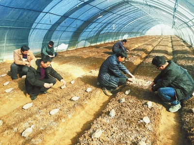 庆阳市宁县着力培育羊肚菌产业 扩大种植