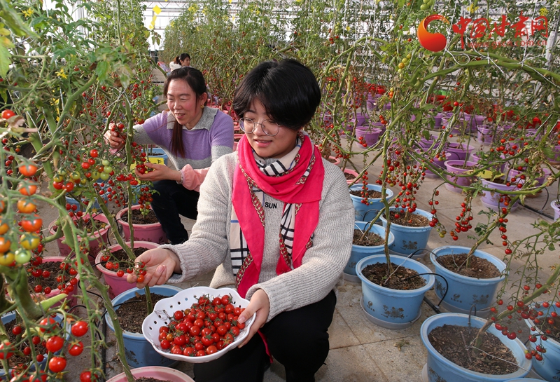 张掖临泽:体验生态美 畅想采摘乐