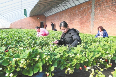 平凉市崆峒区白庙乡贾洼阳光采摘园示范点草莓开始成熟上市
