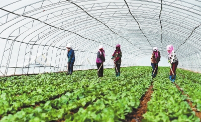 张掖市甘州区乌江镇温室蔬菜种植户进行田间日常管理