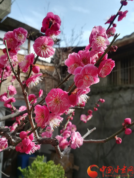 红川杯“年景年味年话·乡贤乡土乡愁”手机摄影大奖赛丨竹外桃花三两枝（图37期）