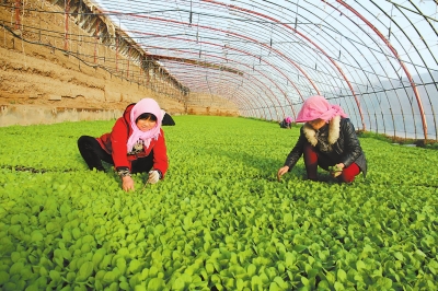 一户一策，脱贫攻坚“绣”新篇—甘肃省进一步规范“一户一策”精准脱贫计划