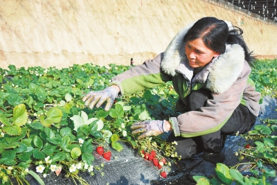 戈壁农业成为酒泉市肃州区现代农业的新名片（图）