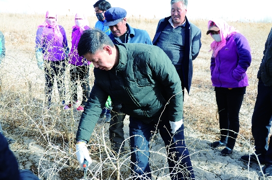 酒泉瓜州县沙河乡邀请专家对全乡枸杞种植户开展实地培训（图）