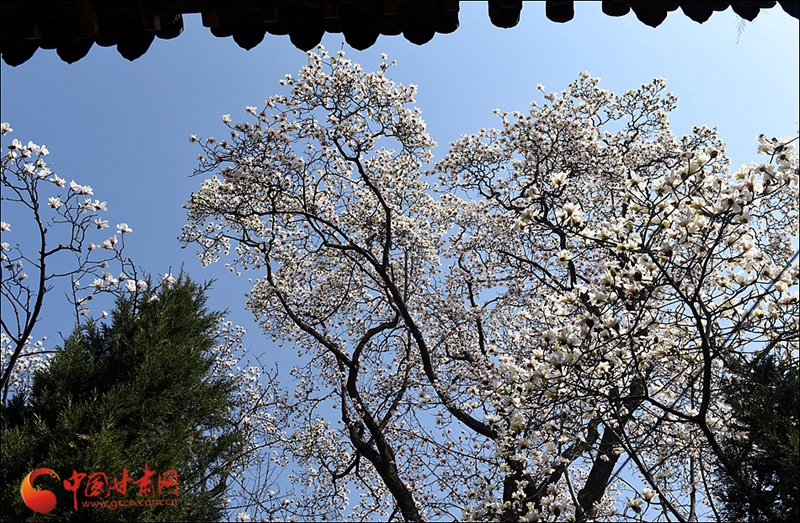 天水麦积：千年双玉兰 缤纷飞玉麟