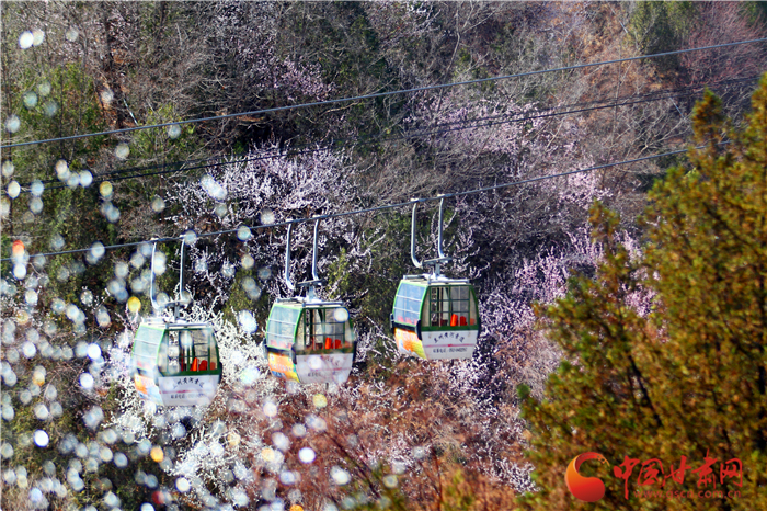 小陇|春风吹绿黄河岸 金城赏花好时节（组图）